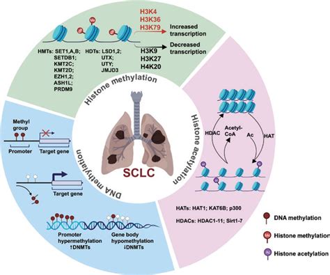 Epigenetic regulation in lung cancer .